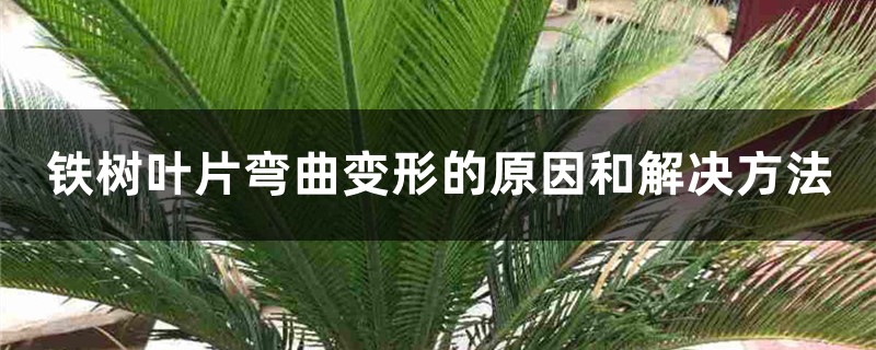 铁树叶片弯曲变形的原因和解决方法 铁树叶片弯曲变形的原因和解决方法