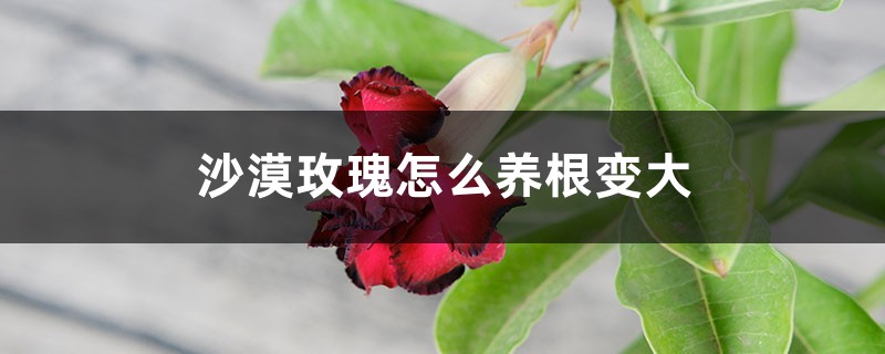 沙漠玫瑰怎么养根变大 沙漠玫瑰怎么养根变大