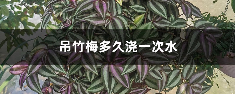 吊竹梅多久浇一次水? 吊竹梅多久浇一次水?