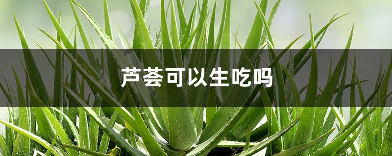 芦荟可以生吃吗 芦荟可以生吃吗