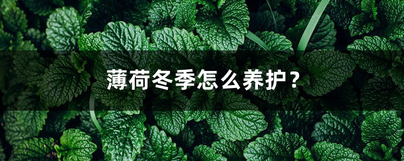 薄荷冬季怎么养护? 薄荷冬季怎么养护?
