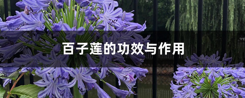 百子莲的功效与作用 百子莲的功效与作用