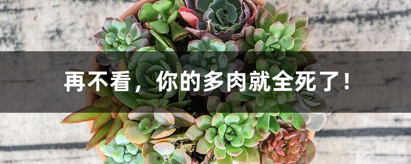 再不看,你的多肉就全死了! 再不看,你的多肉就全死了!