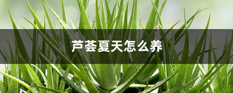 芦荟夏天怎么养 芦荟夏天怎么养