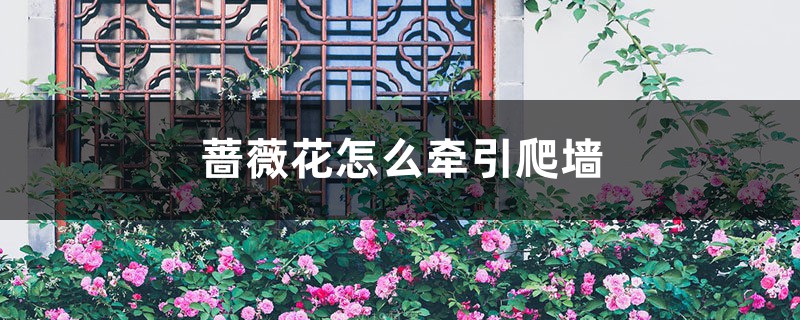 蔷薇花怎么牵引爬墙 蔷薇花怎么牵引爬墙