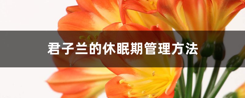 君子兰的休眠期管理方法 君子兰的休眠期管理方法
