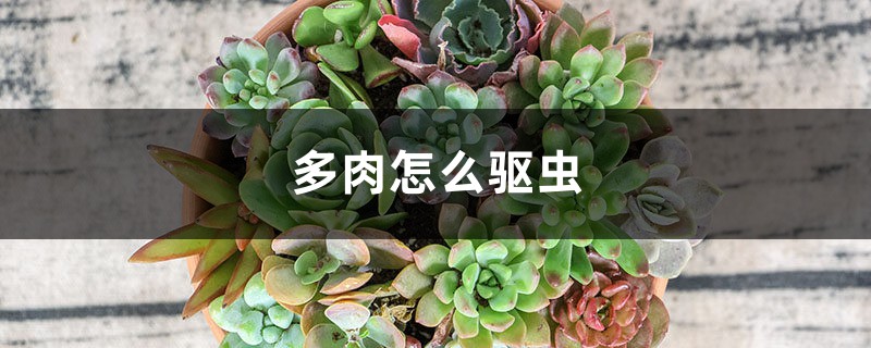 多肉的五种驱虫方法 多肉的五种驱虫方法