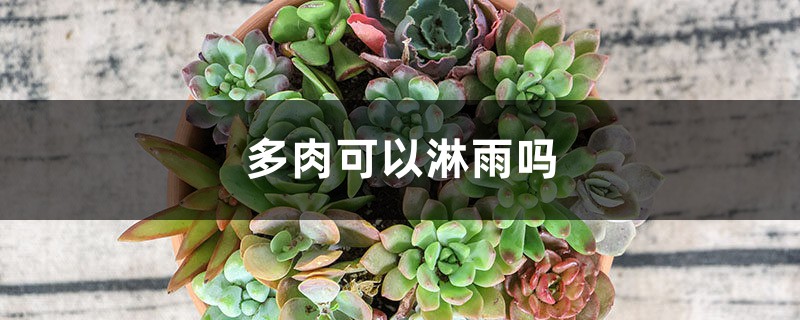 多肉可以淋雨吗 多肉可以淋雨吗