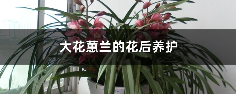 大花蕙兰的花后养护 大花蕙兰的花后养护