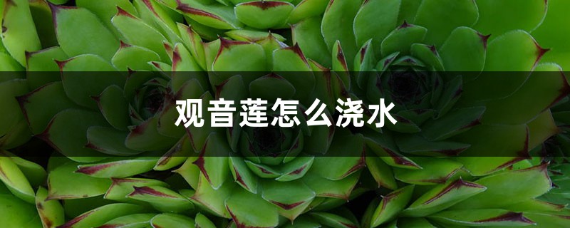 观音莲怎么浇水 观音莲怎么浇水