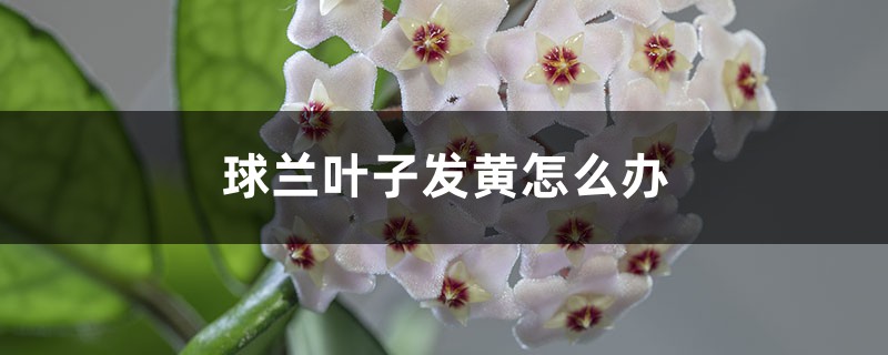 球兰叶子发黄怎么办 球兰叶子发黄怎么办