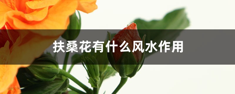 扶桑花有什么风水作用 扶桑花有什么风水作用