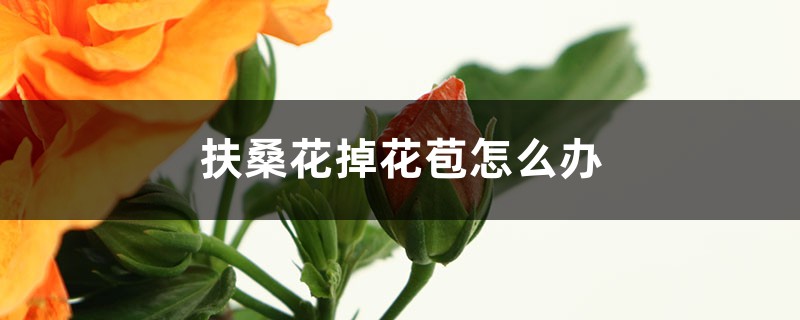 扶桑花掉花苞怎么办 扶桑花掉花苞怎么办