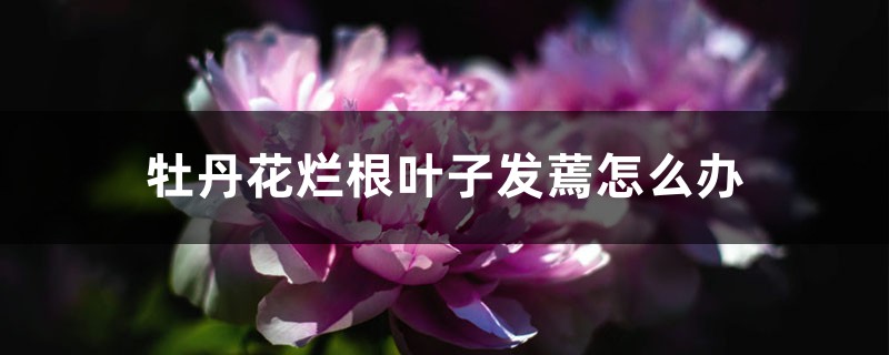 牡丹花烂根叶子发蔫怎么办