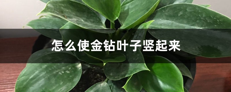 怎么使金钻叶子竖起来 怎么使金钻叶子竖起来