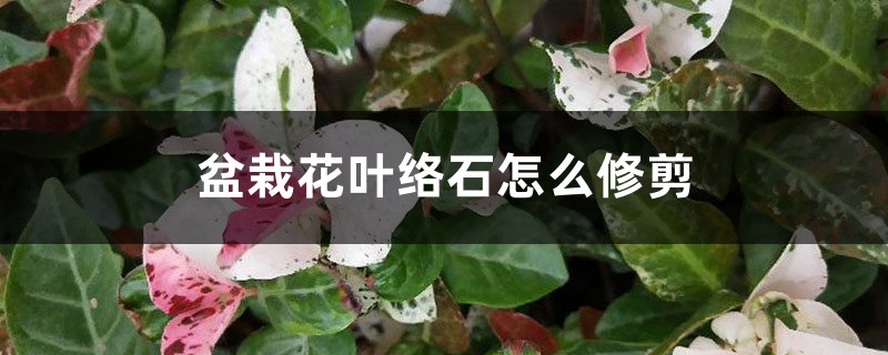 盆栽花叶络石怎么修剪 盆栽花叶络石怎么修剪