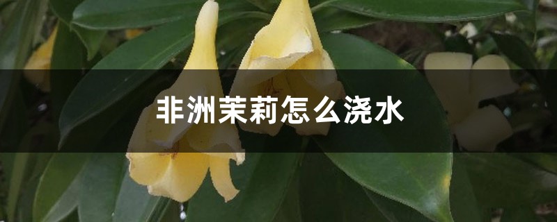非洲茉莉怎么浇水 非洲茉莉怎么浇水