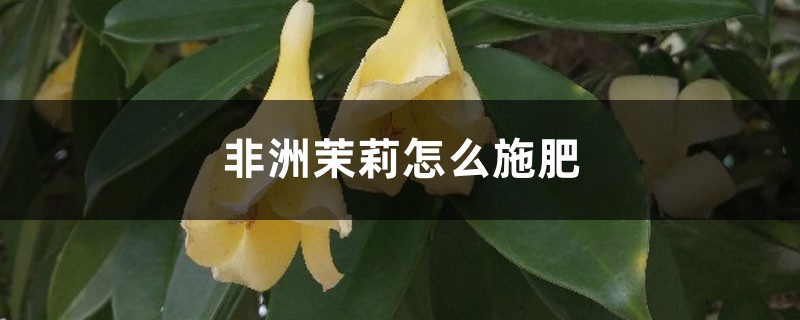非洲茉莉怎么施肥 非洲茉莉怎么施肥