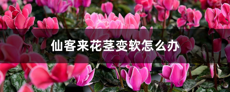 仙客来花茎变软怎么办 仙客来花茎变软怎么办