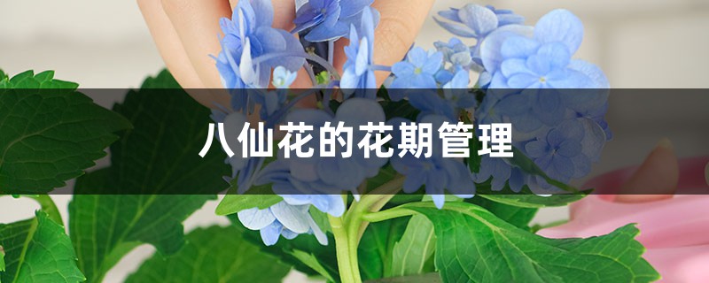 八仙花的花期管理 八仙花的花期管理