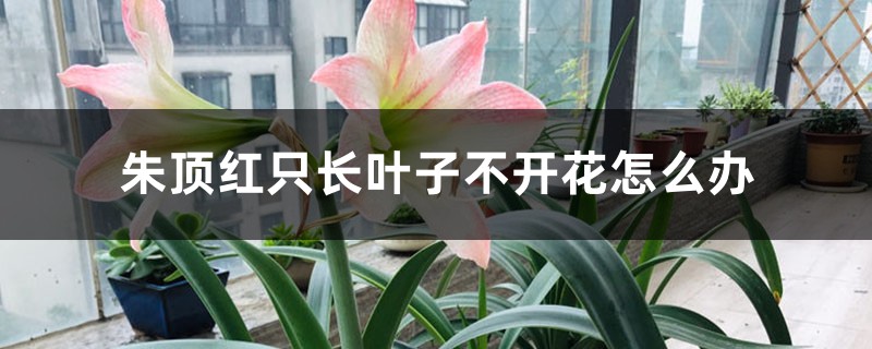 朱顶红只长叶子不开花怎么办 朱顶红只长叶子不开花怎么办