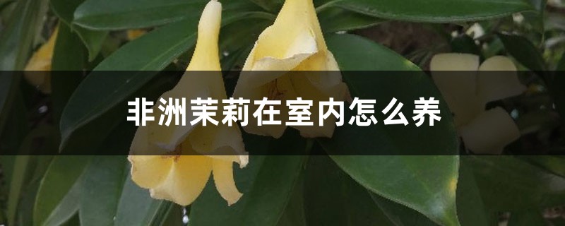 非洲茉莉在室内怎么养 非洲茉莉在室内怎么养