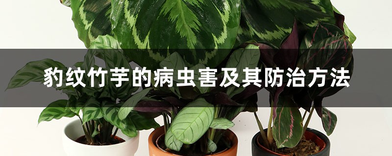 豹纹竹芋的病虫害及其防治 豹纹竹芋的病虫害及其防治