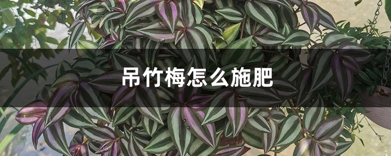 吊竹梅怎么施肥 吊竹梅怎么施肥