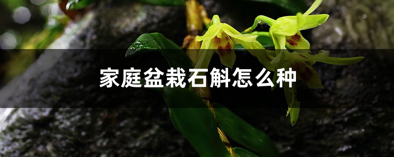 家庭盆栽石斛怎么种 家庭盆栽石斛怎么种