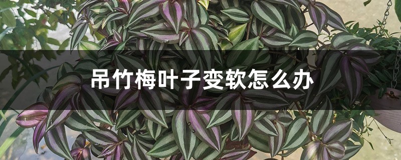 吊竹梅叶子变软怎么办 吊竹梅叶子变软怎么办