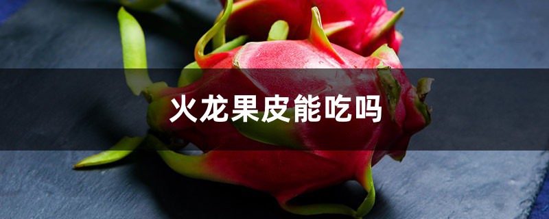 火龙果皮能吃吗 火龙果皮能吃吗