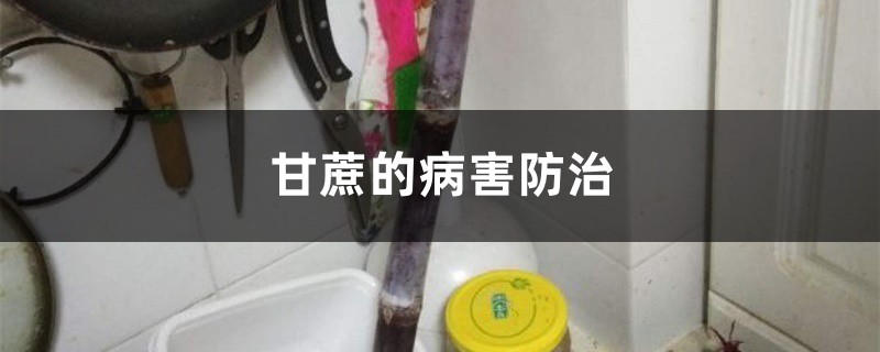 甘蔗的病害防治 甘蔗的病害防治