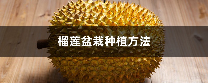 榴莲盆栽种植方法 榴莲盆栽种植方法