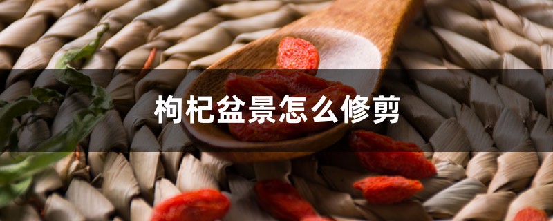 枸杞盆景怎么修剪 枸杞盆景怎么修剪