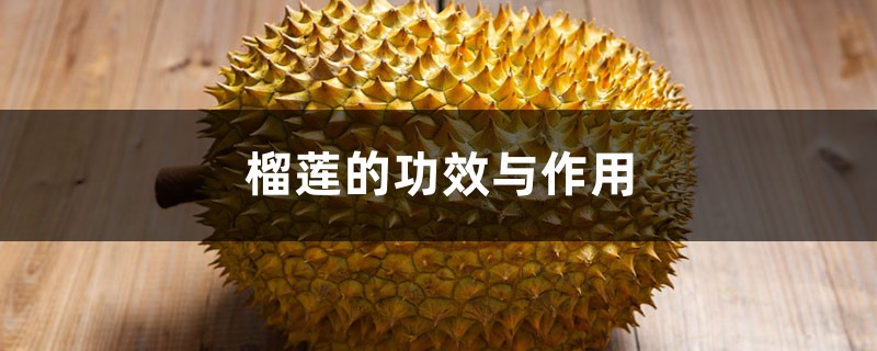 榴莲的功效与作用 榴莲的功效与作用