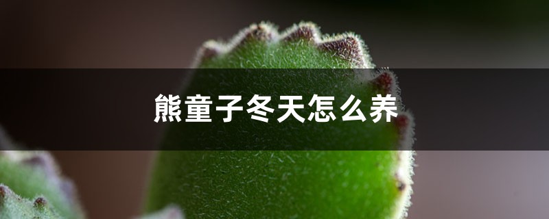 熊童子冬天怎么养 熊童子冬天怎么养