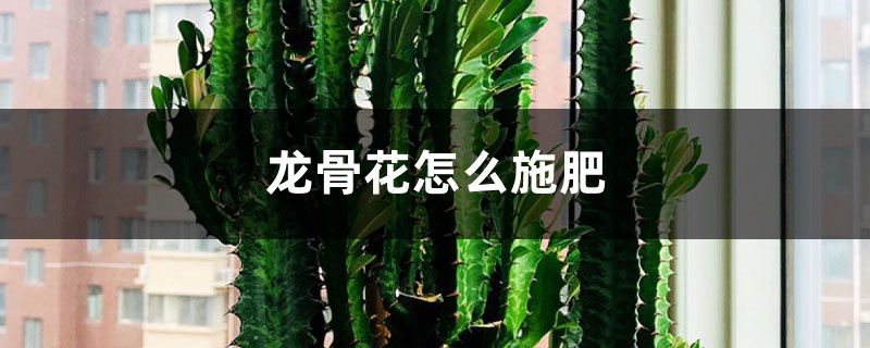 龙骨花怎么施肥 龙骨花怎么施肥