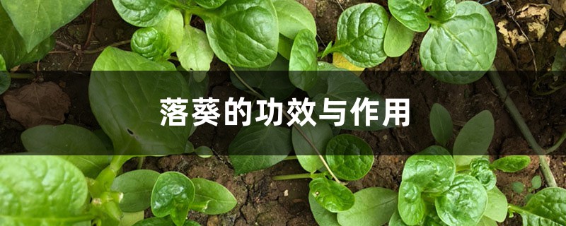 落葵的功效与作用 落葵的功效与作用