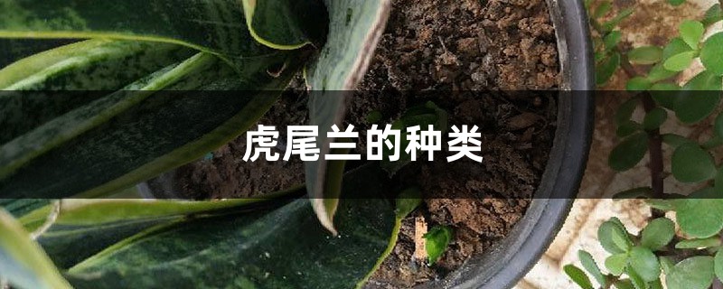 虎尾兰的种类 虎尾兰的种类