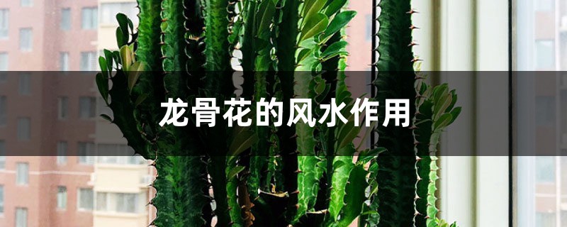 龙骨花的风水作用 龙骨花的风水作用