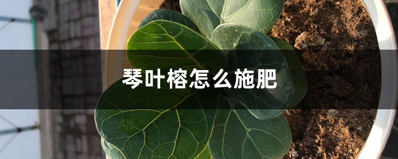 琴叶榕怎么施肥 琴叶榕怎么施肥
