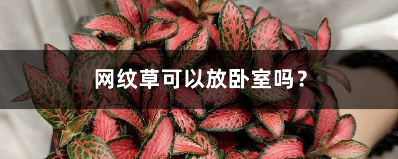 网纹草可以放卧室吗? 网纹草可以放卧室吗?