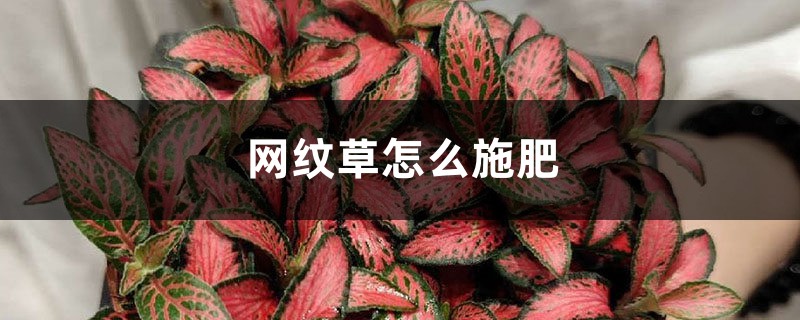 网纹草怎么施肥 网纹草怎么施肥