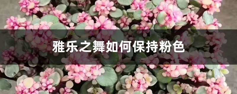 雅乐之舞如何保持粉色 雅乐之舞如何保持粉色