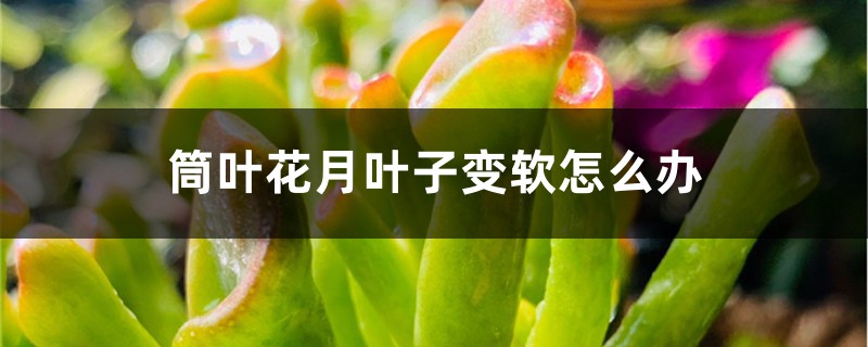 筒叶花月叶子变软怎么办 筒叶花月叶子变软怎么办
