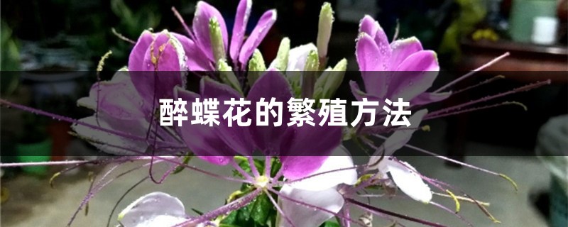 醉蝶花的繁殖方法 醉蝶花的繁殖方法