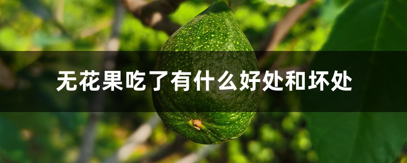 无花果吃了有什么好处和坏处 无花果吃了有什么好处和坏处