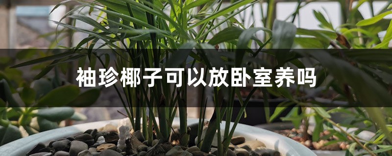 袖珍椰子可以放卧室养吗 袖珍椰子可以放卧室养吗
