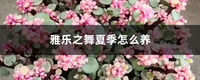 雅乐之舞夏季怎么养 雅乐之舞夏季怎么养