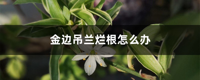 金边吊兰烂根怎么办 金边吊兰烂根怎么办